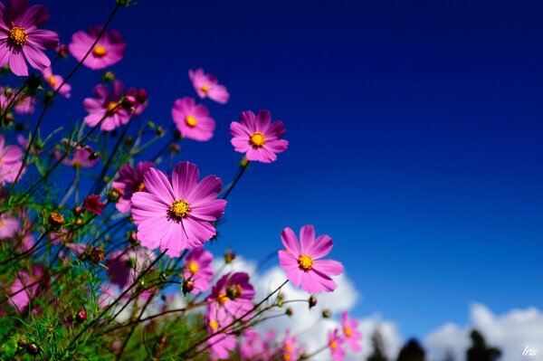 Pink cosmea flowers on a blue sky background