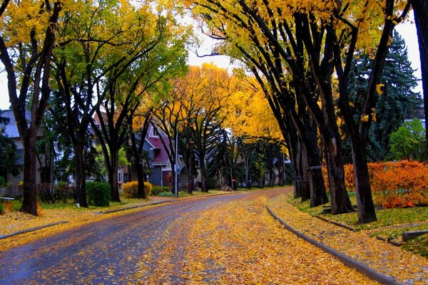 Autunno strada zona residenziale