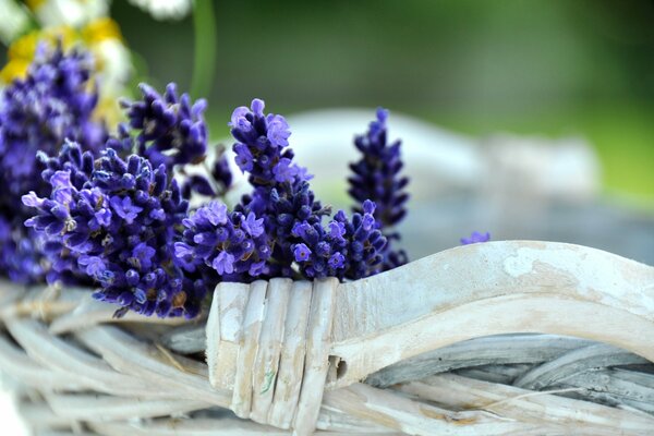 Fleurs bleues sur fond vert