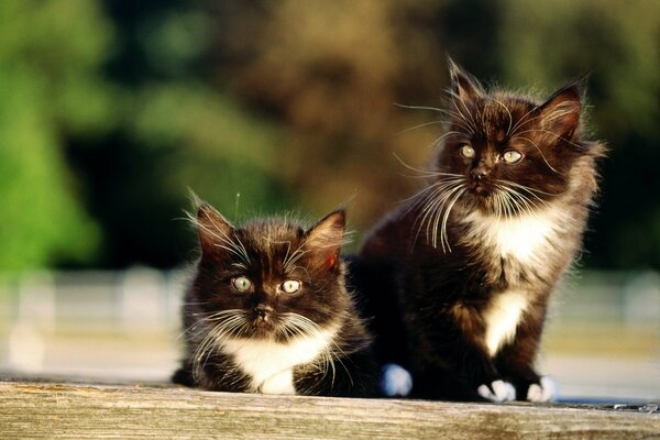 Gatitos gemelos felices bien hecho