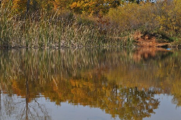 Autumn nature in Primorye
