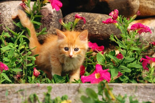 Chaton moelleux roux en fleurs
