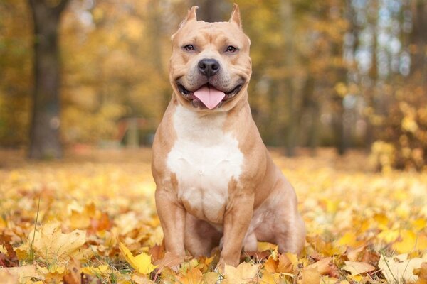 Hund sitzt im Herbstlaub