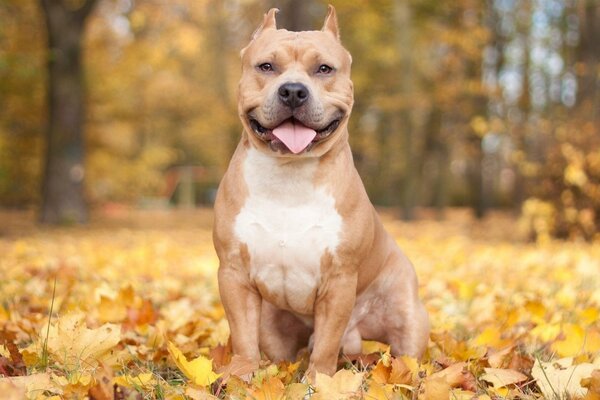 Perro sentado en el follaje de otoño