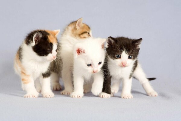 Four cute kittens on a white background
