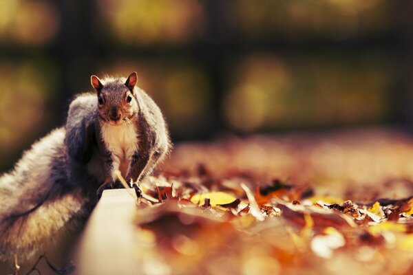 A squirrel in nature in autumn sits on a tree