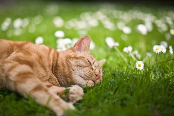 Gatto d estate bene sull erba