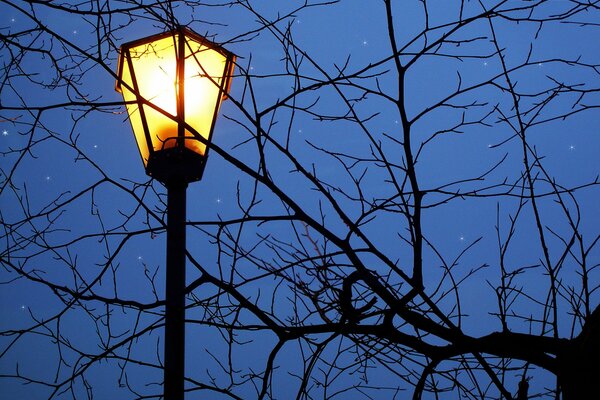 Lantern in the starry sky photo