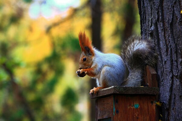 A squirrel with a nut is sitting on a tree