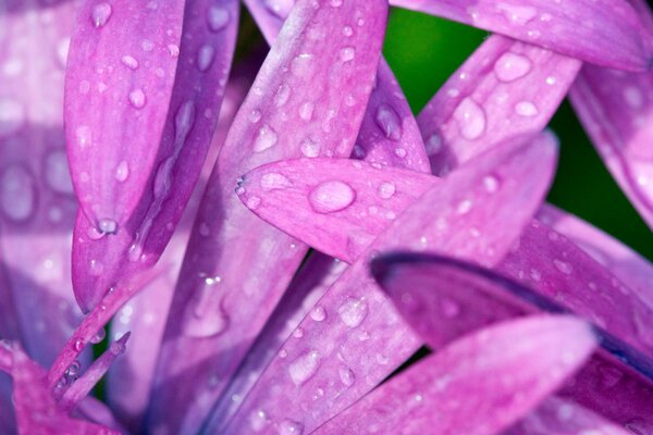 Beautiful rose petals with dew drops