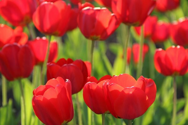 Charming tulips in the field