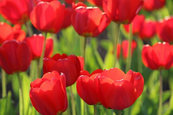 Tulipanes encantadores en el campo