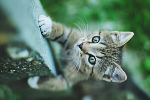 Cute kitten looks at the camera
