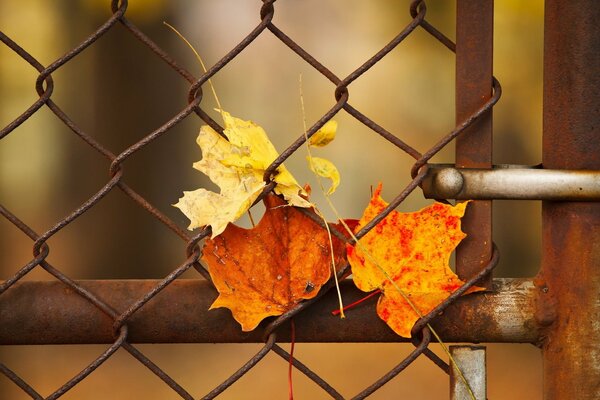 Feuilles d automne coincé dans une grille de clôture rouillée