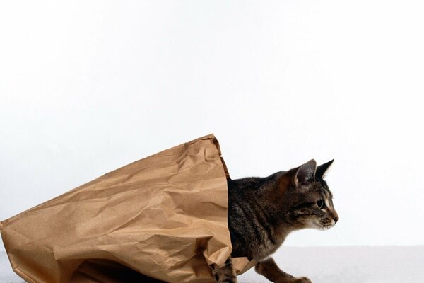 The cat gets out of the paper bag