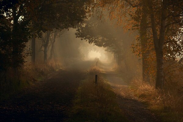 Morgenweg entlang der Straße im Herbstwald