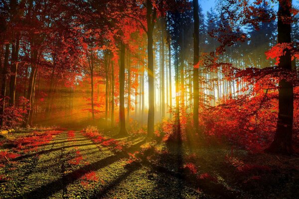 Autumn forest with scattering sunlight