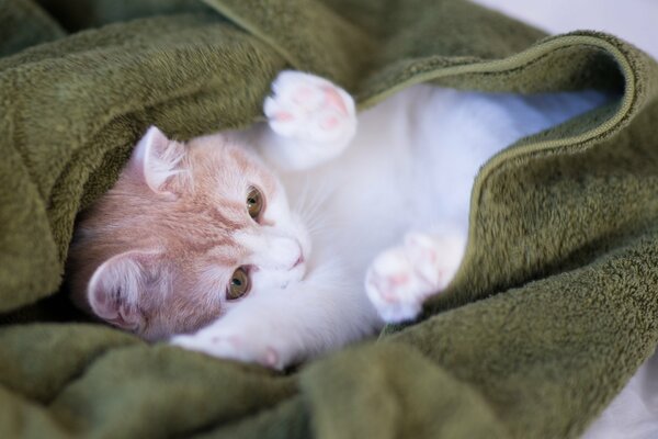 Fluffy cat in a cozy blanket