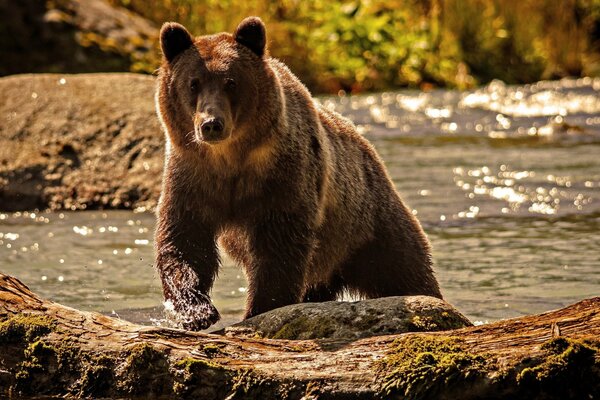 Oso Pardo en un día soleado cerca de vodda