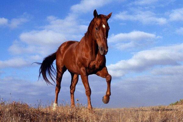 Un cheval se précipite sur un champ sur un fond de ciel