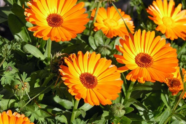Beautiful yellow marigolds on a flower bed