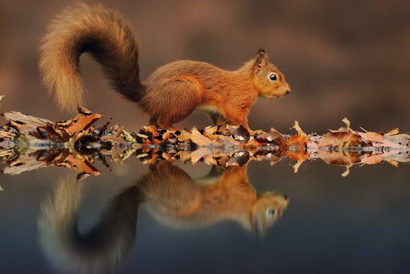 Das tragende Eichhörnchen spiegelt sich im dunklen Herbstwasser wider