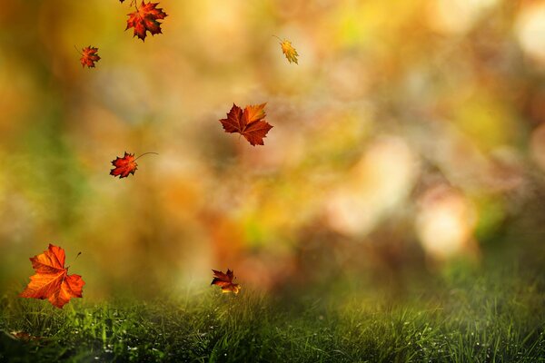 Caída de hojas multicolores en otoño