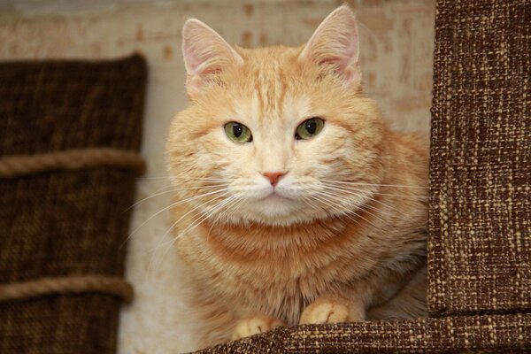 Rousse Puss se repose sur le canapé