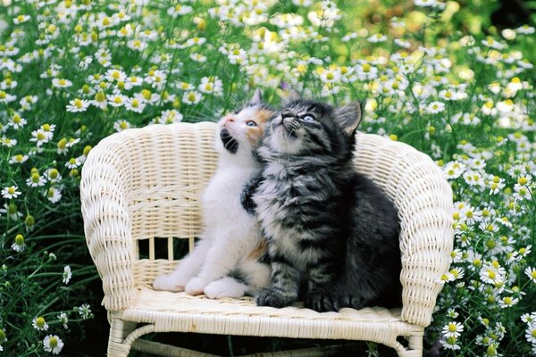 Gatitos en una silla sobre un fondo de Margarita