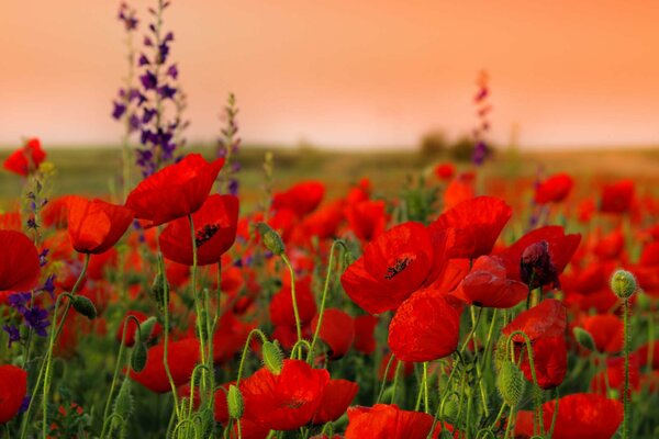 Schöne rote Mohnblumen im Feld