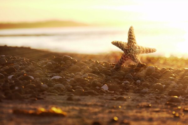 Estrellas de mar en las rocas de la costa