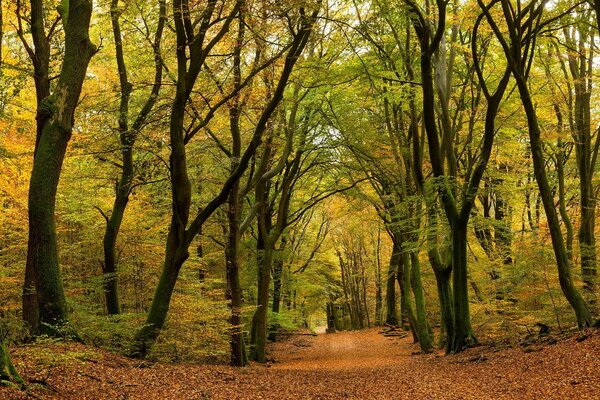Autumn mood. Forest walk on a golden carpet of leaves