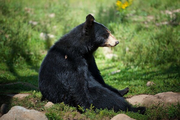 Orso nero seduto nella foresta, intorno alle pietre