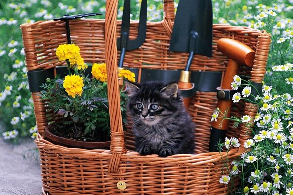Chaton moelleux et fleurs d automne jaunes