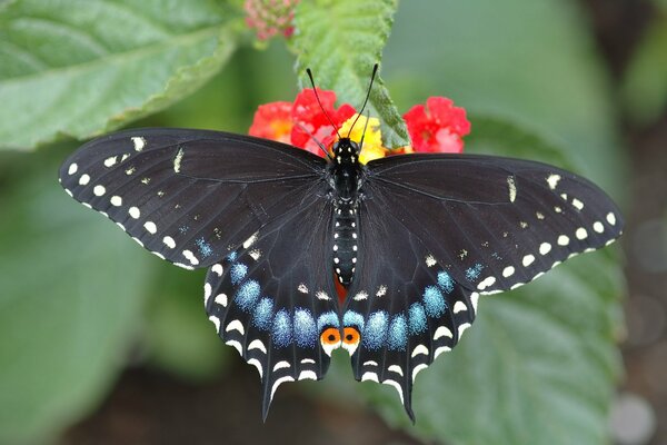 Schmetterling Schwalbenschwanz mit hellen Flügeln sitzt auf einer Blume