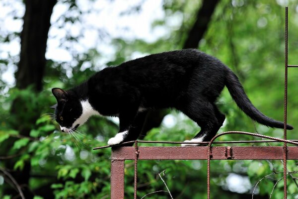 Die Katze bereitet sich auf einen Blitzsprung vor