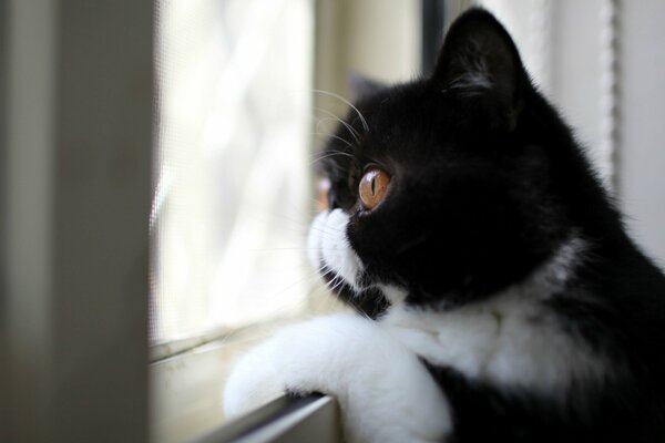 Gatto bianco e nero che guarda fuori dalla finestra