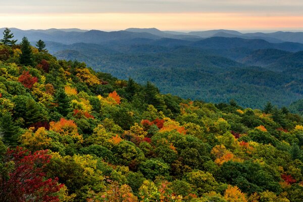 Straordinaria fotografia della foresta in autunno sullo sfondo delle montagne