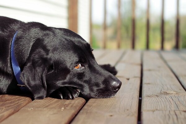 Il cane giace sulla terrazza e aspetta il suo amico