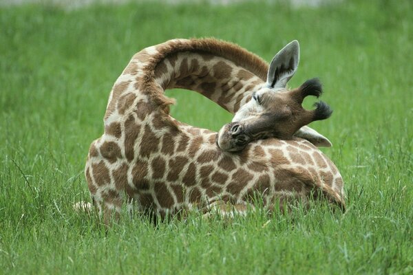 A giraffe with a long neck is lying on the grass