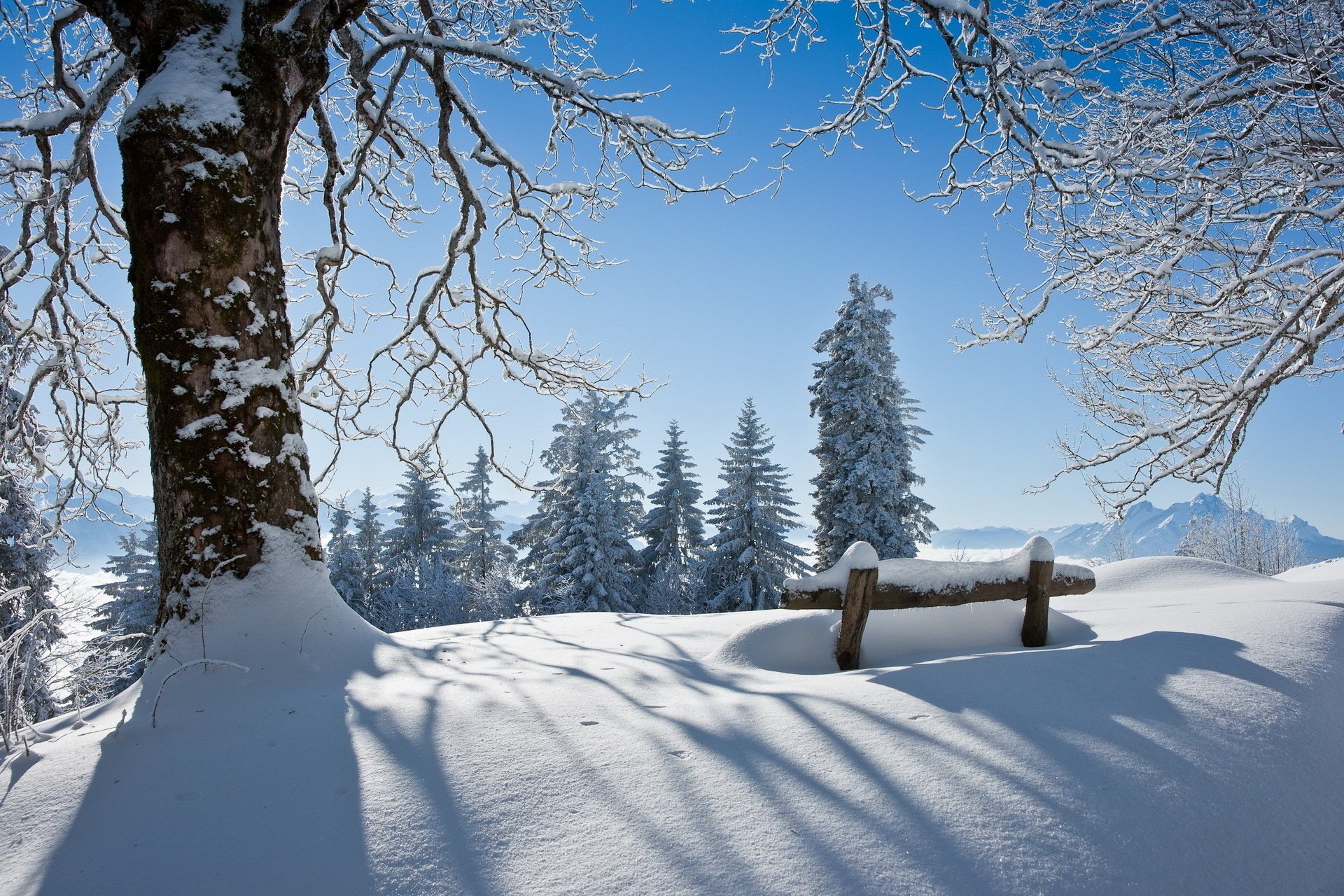 now tree winter bench landscape beauty