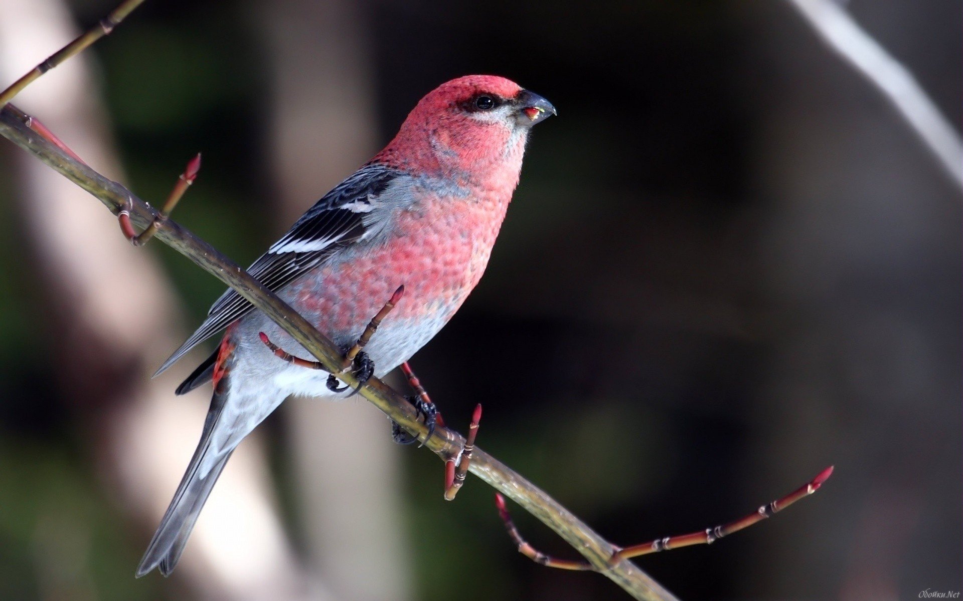 oiseau oiseau