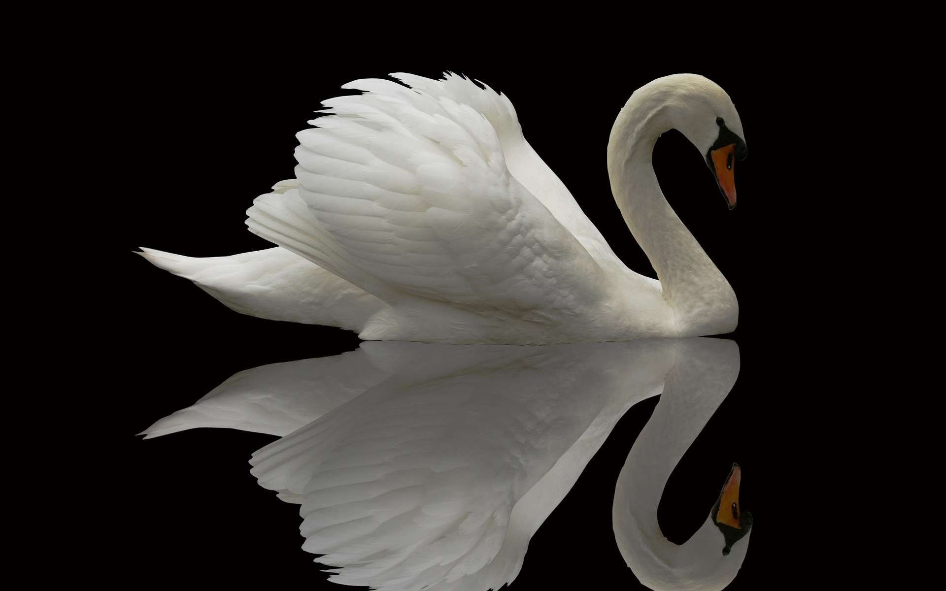 bird swan background