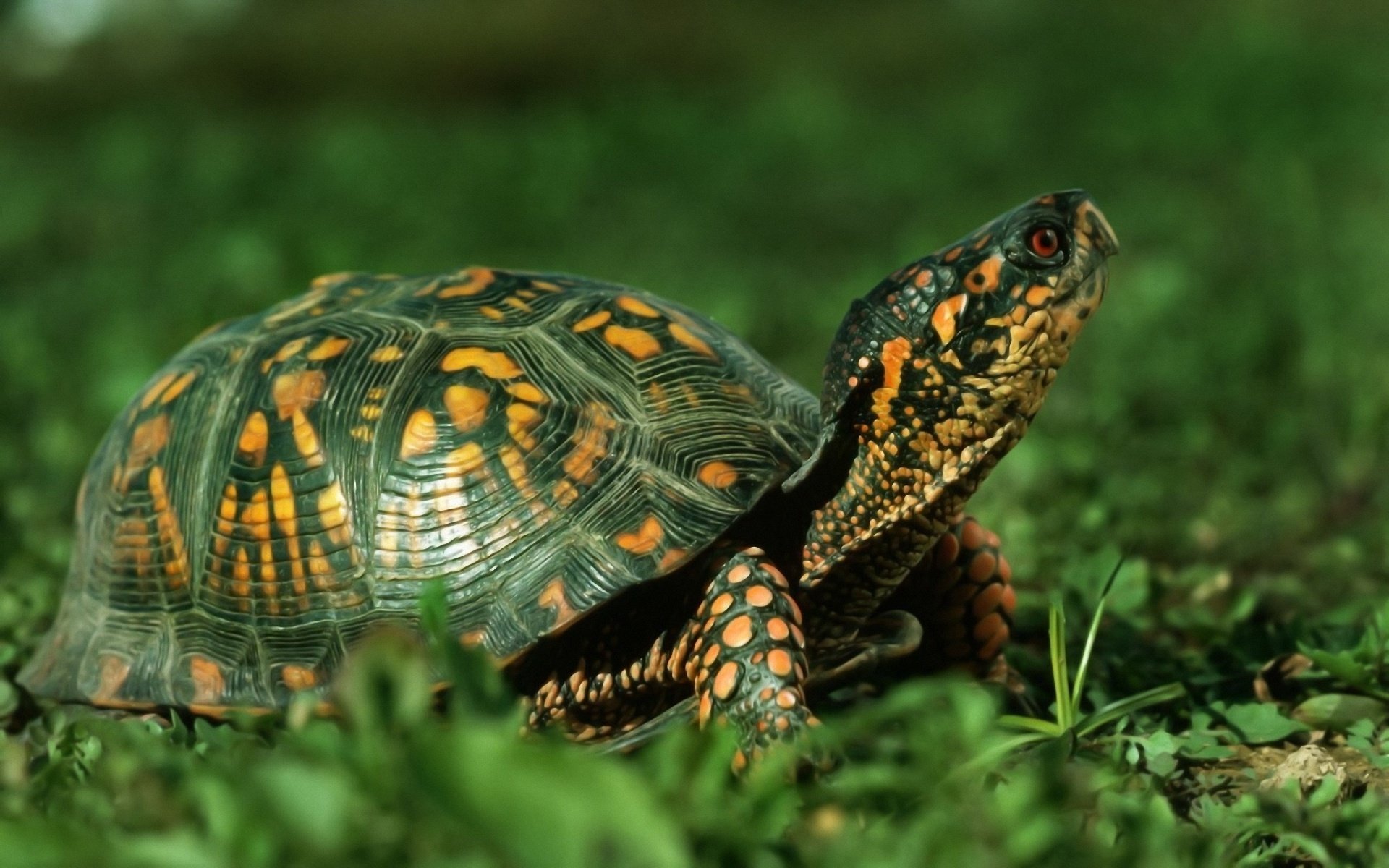 tartaruga erba animali natura