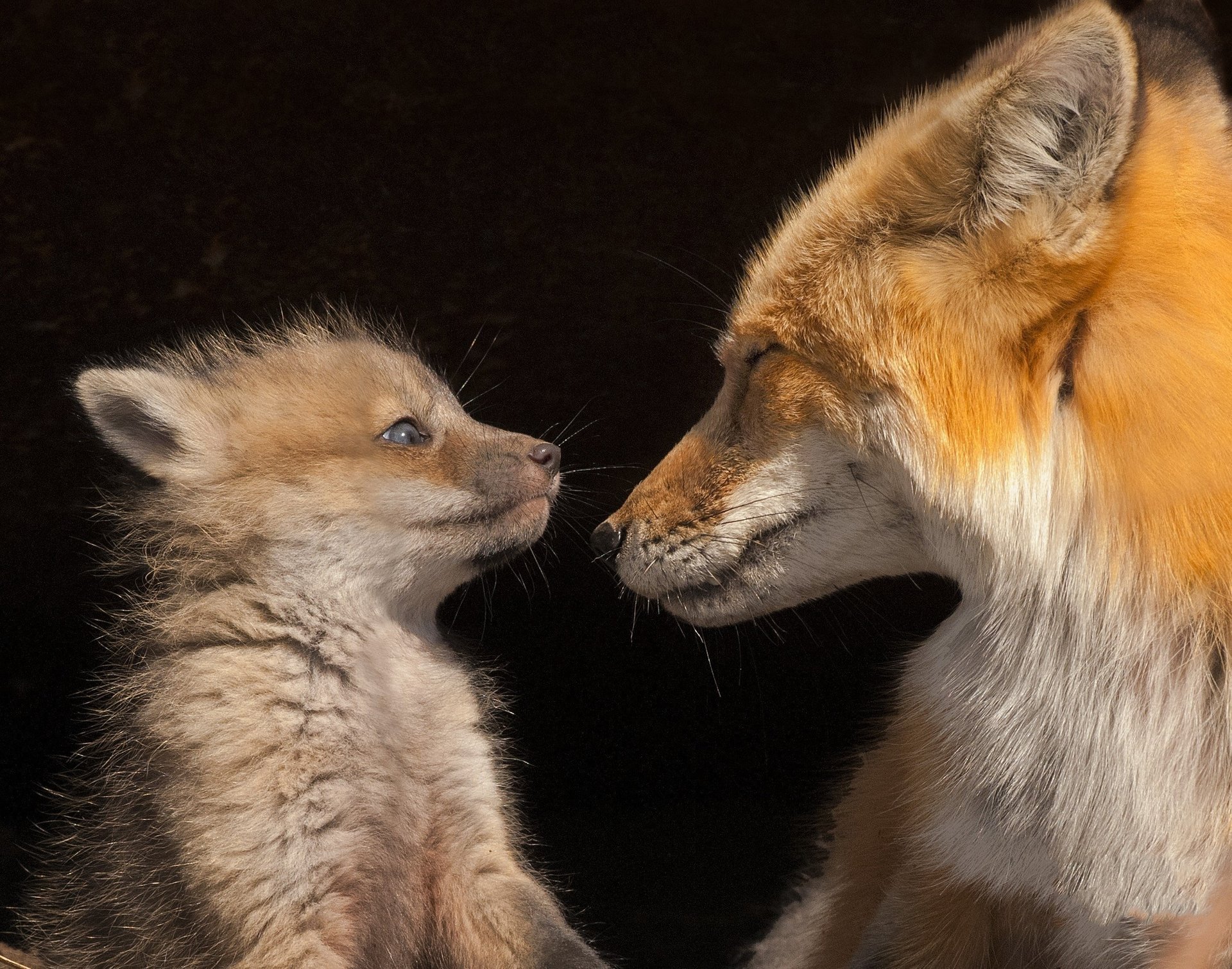 renard renard regard