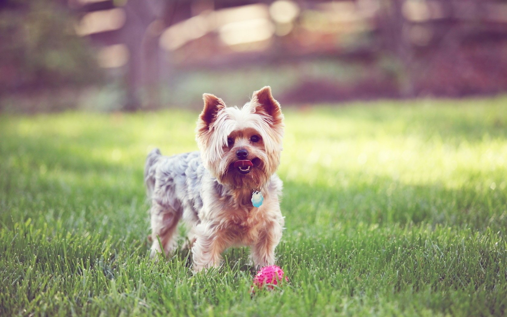 chien ami regard