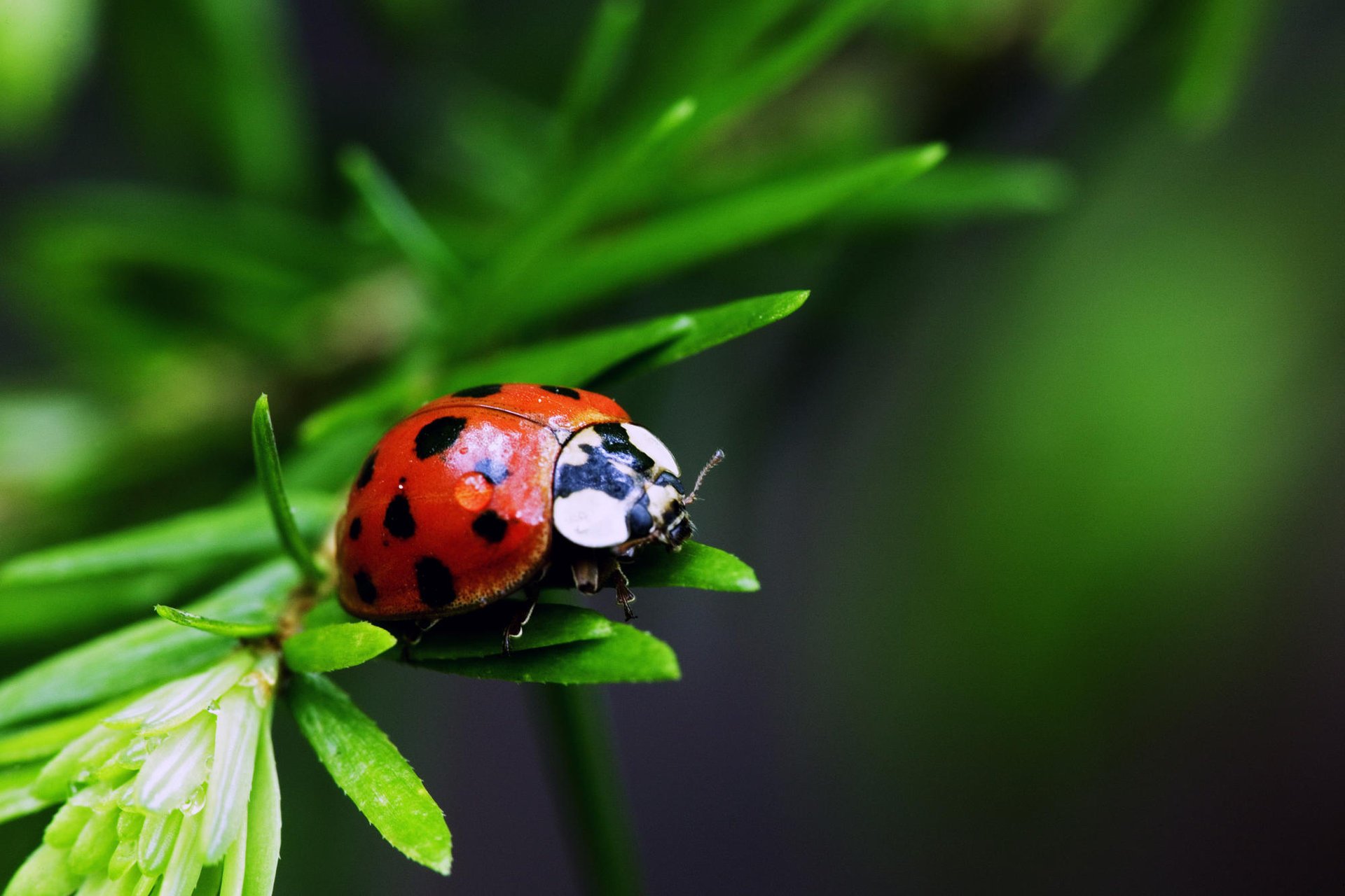 coccinella foglia