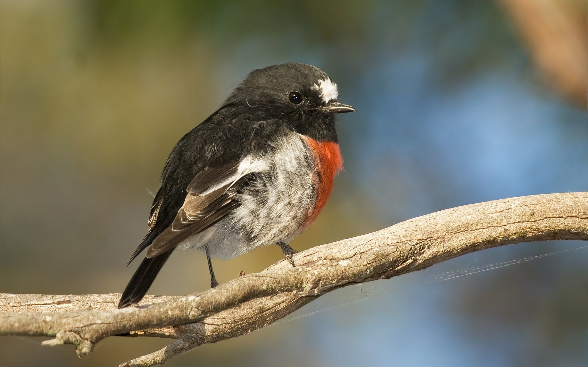 bird branch tail