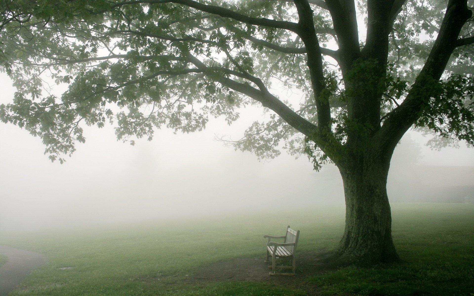 morning tree bench fog