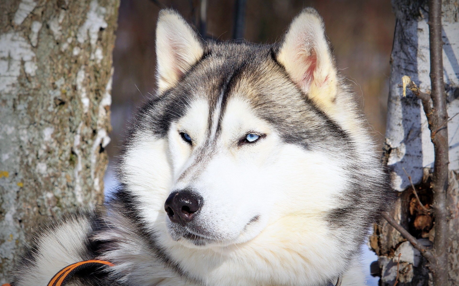 perro husky